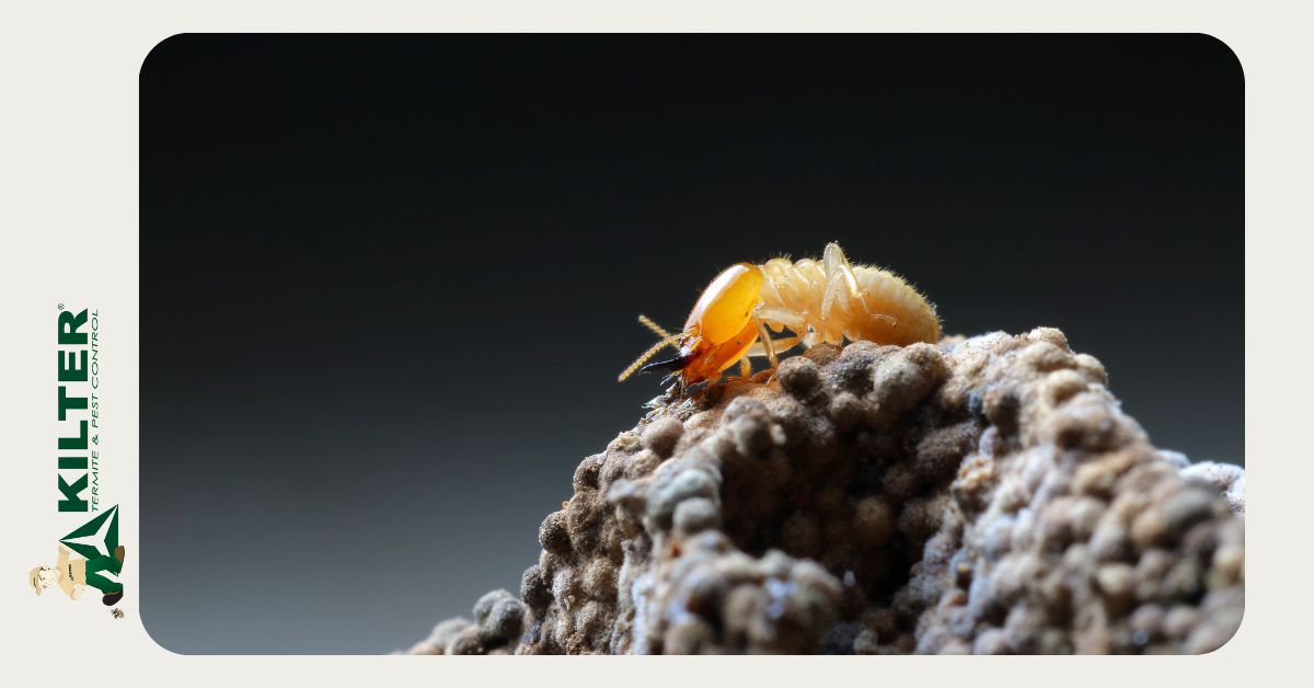 What is the Safest Type of Termite Control?